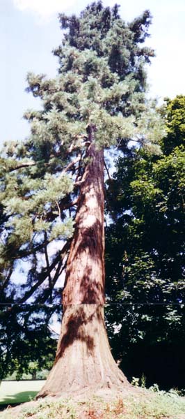 mammutbaum